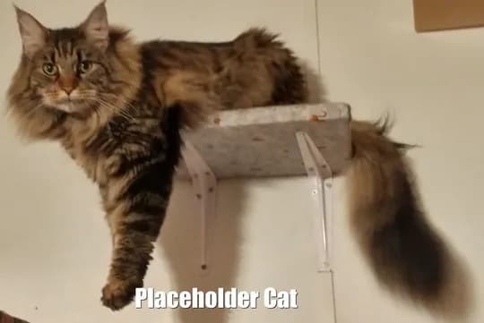placeholder kitty